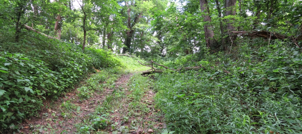 Road leading north from ford near Bull Creek Camp tour stop